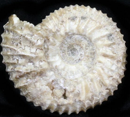 Pavlovia Ammonite Fossil - Siberia #29770